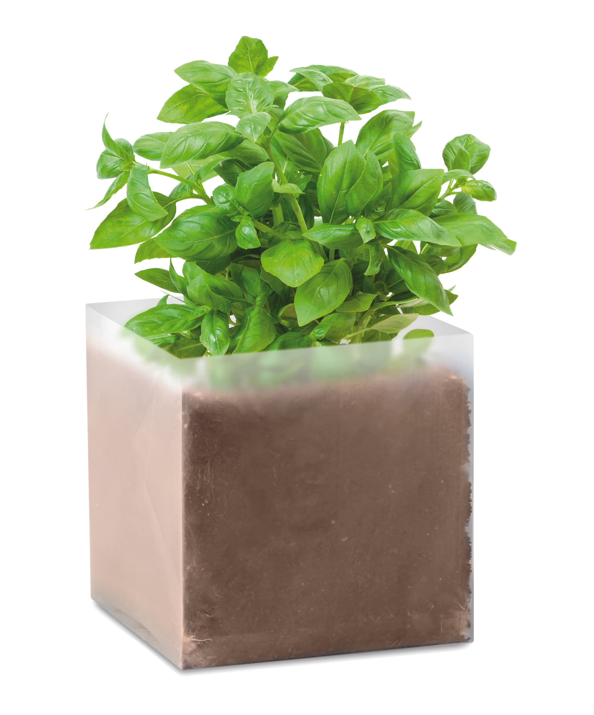 Compost With Seeds "basil"