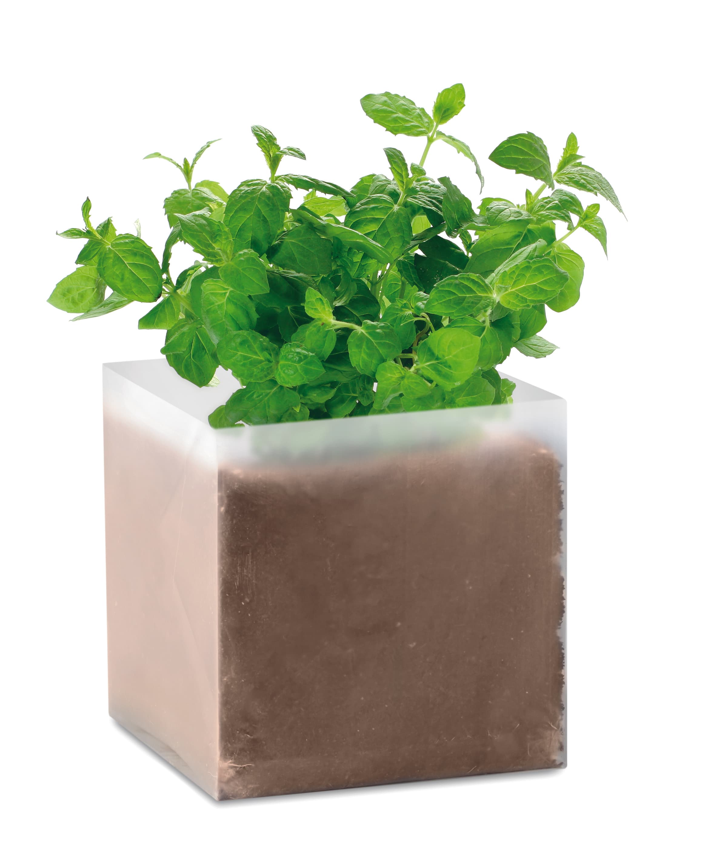Compost With Seeds "mint"